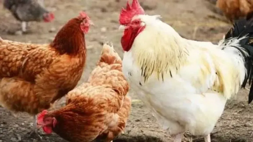 انخفاض البيضاء، سعر الفراخ اليوم الثلاثاء 25 نوفمبر 2025