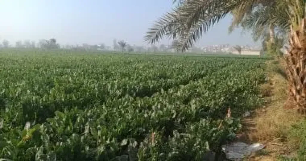 توصيات عاجلة من ”تغير المناخ” للمزارعين لمواجهة انخفاض الحرارة