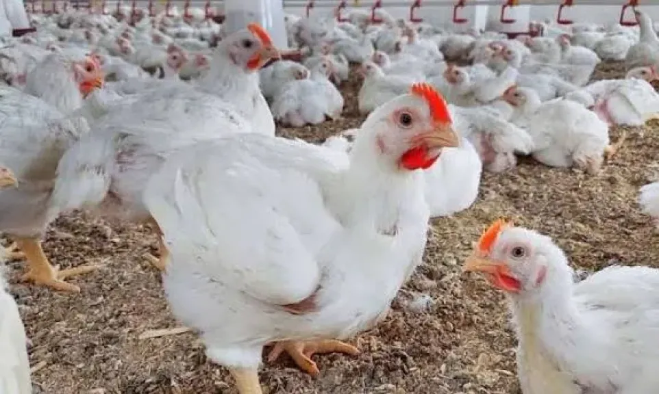 ارتفاع مفاجئ في البيضاء وانخفاض البلدي، سعر الفراخ اليوم الأربعاء 26 نوفمبر 2025