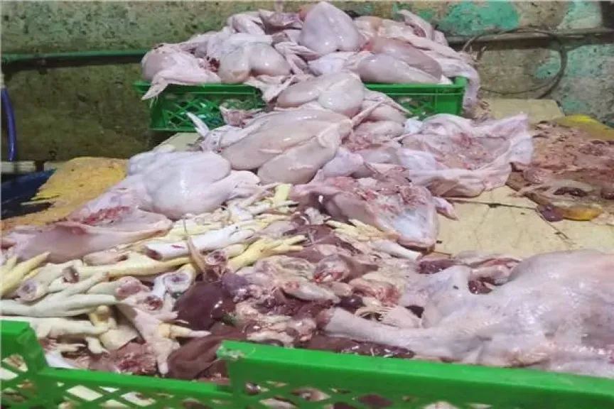 تموين القليوبية يضبط 500 كيلو دواجن فاسدة بشبرا الخيمة