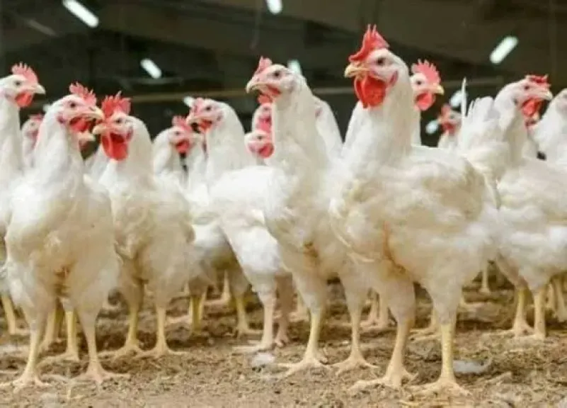 ارتفاع جديد في البيضاء والبلدي، سعر الفراخ اليوم الأحد 30 نوفمبر 2025