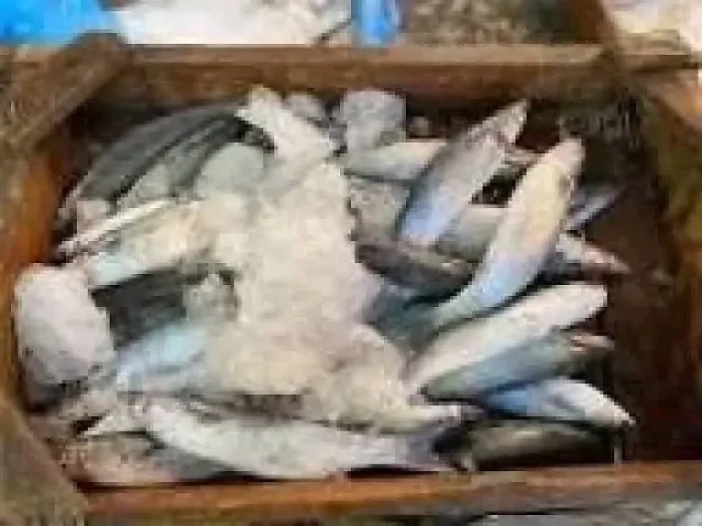 سعر السمك اليوم، انخفاض جديد في البلطي وارتفاع البربون وقشر البياض 10 جنيهات