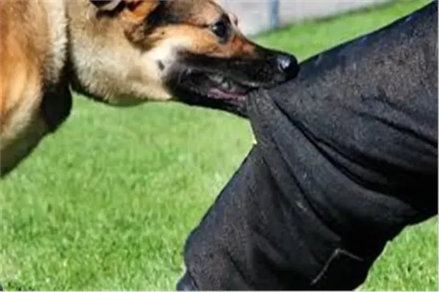 كلب ضال يعقر 3 أطفال بقرية في الشرقية