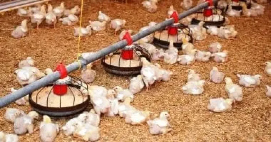 وزيرا الزراعة والتموين: استثمارات صناعة الدواجن 200 مليار جنيه.. تفاصيل