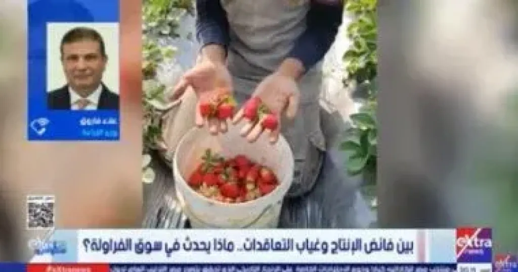 وزير الزراعة: ارتفاع أسعار الفراولة قريبا وزيادة الطلبات التصديرية بنسبة 25%