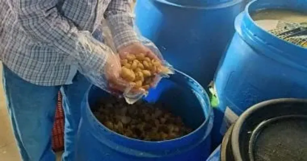 ضبط طن أغذية غير صالحة ومخالفة للمواصفات فى حملات بالمطرية وجمصة