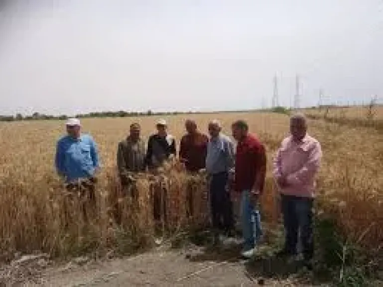 نقيب الفلاحين: أكثر من ثلث مساحة مصر الزراعية ستزرع قمح