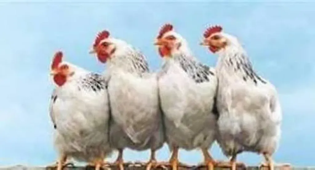 انخفاض البيضاء وارتفاع البلدي، سعر الفراخ اليوم السبت 6 ديسمبر 2025