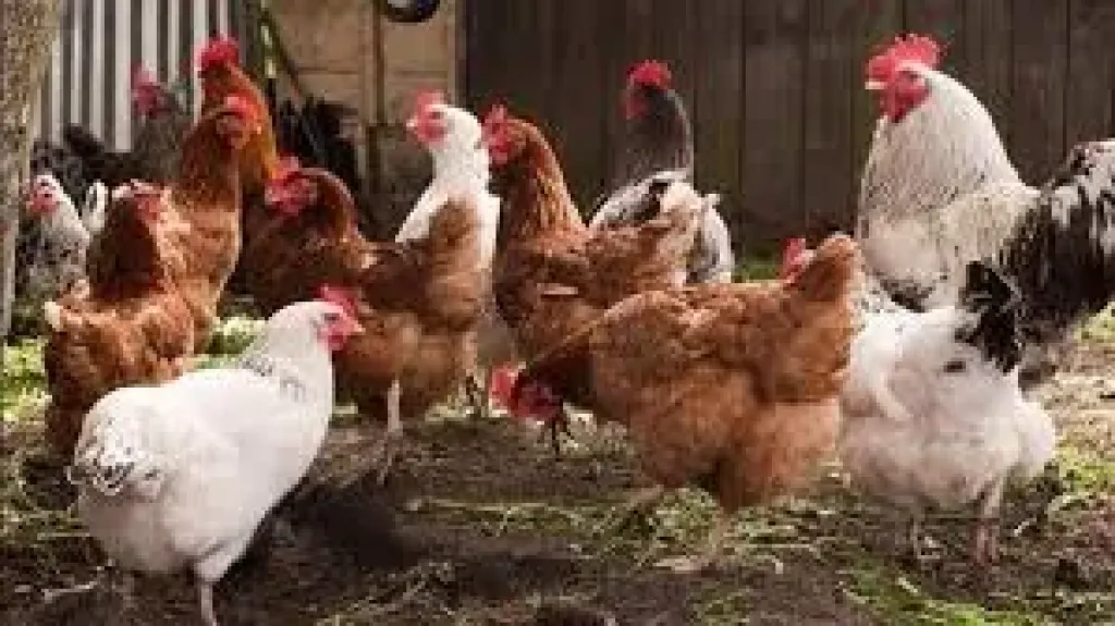 ارتفاع تدريجي في أسعار الدواجن بالبحيرة والرومي البلدي يسجل