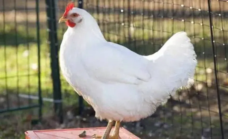 ارتفاع جديد في البيضاء وارتفاع البلدي، سعر الفراخ اليوم الأحد 7 ديسمبر 2025