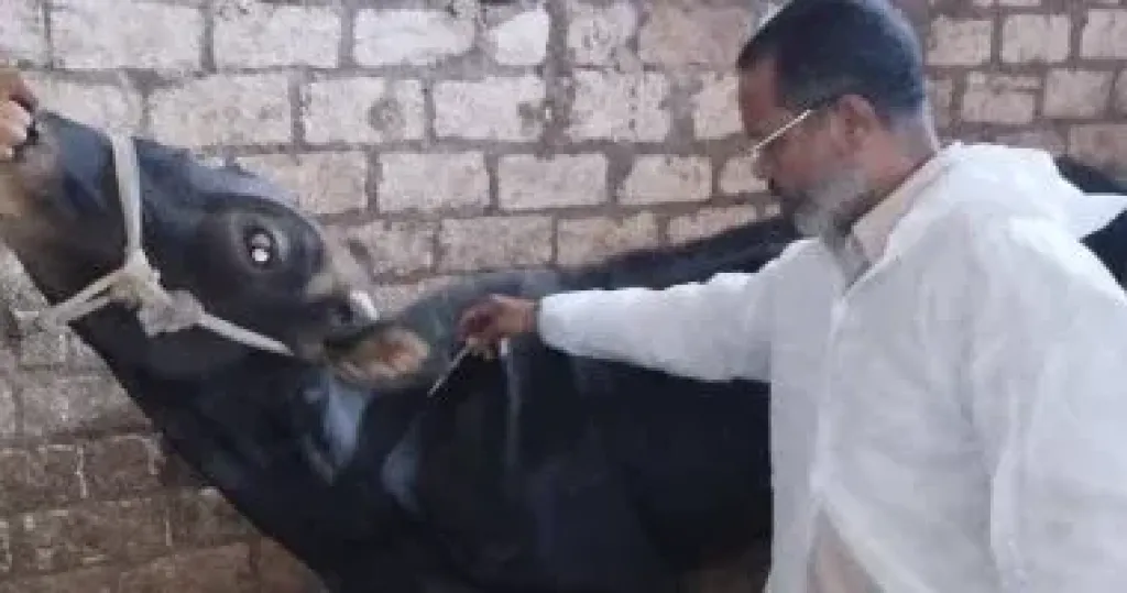 تحصين الماشية 