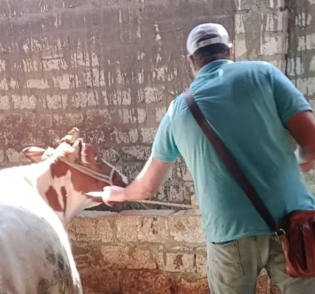 محافظ أسيوط: تحصين أكثر من 124 ألف رأس ماشية ضمن الحملة القومية