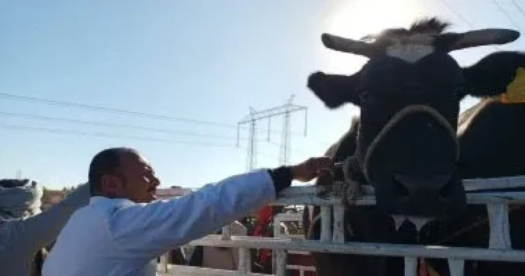 لجان الطب البيطرى تفحص الماشية للتأكد بخلوها من الأمراض الوبائية
