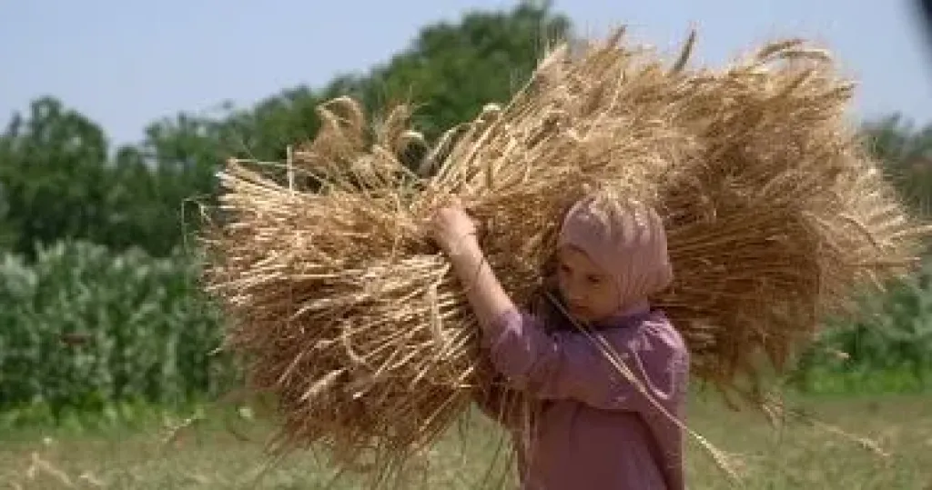 رئيس مركز المناخ يطمئن المزارعين: ”تسويح القمح” فى سخا 95 و96 ظاهرة طبيعية