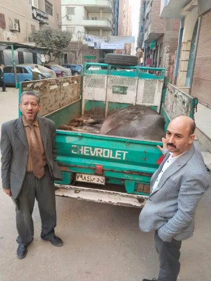 محافظ المنيا يشدد على الرقابة على أسواق اللحوم ويؤكد: لا تهاون مع الذبح خارج المجازر