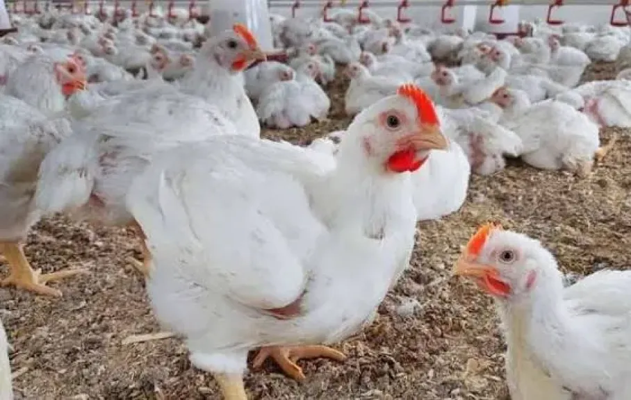 انخفاض سعر الفراخ اليوم الأربعاء 10 ديسمبر 2025