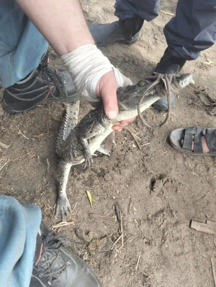 محافظ الشرقية يعلن نجــاح اصطياد تمساح الزوامل بمركز بلبيس