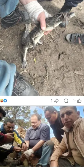 محافظ الشرقية يعلن: نجــاح اصطياد تمساح الزوامل بلبيس
