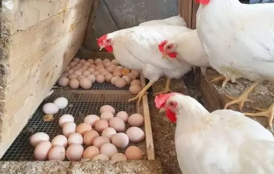 ارتفاع سعر الفراخ اليوم الجمعة 12 ديسمبر 2025