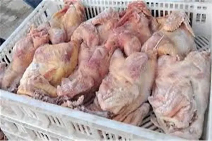 مباحث التموين تضبط 2 طن هياكل دجاج غير صالحة للاستهلاك بكرداسة