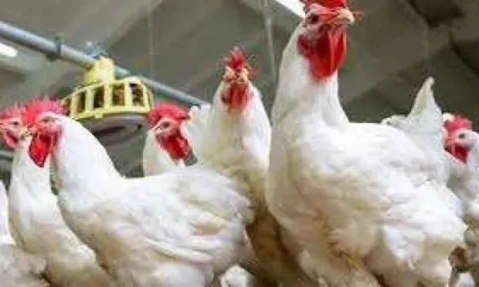 انخفاض البلدي، سعر الفراخ اليوم الأحد 14 ديسمبر 2025