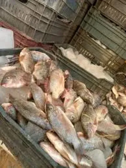 طرح أسماك بأسعار مخفضة بواحة الفرافرة في الوادي الجديد