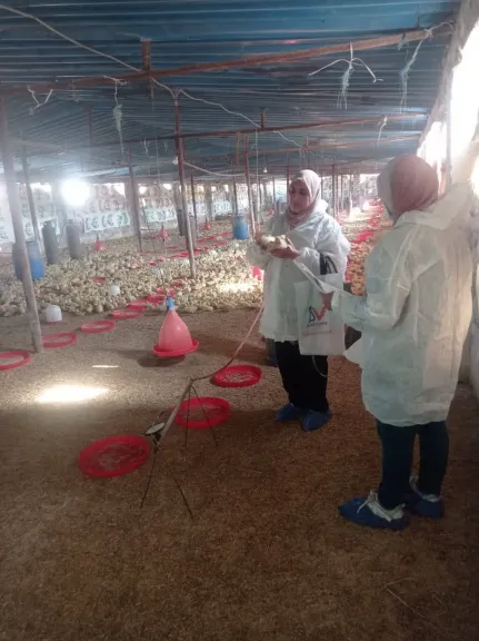 بيطري الشرقية يُحصن 143ألف طائر ضد مرض أنفلونزا الطيور