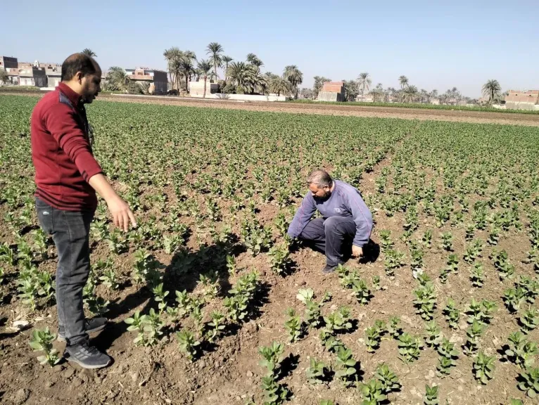 محافظ أسيوط: تكثيف المتابعة الميدانية للمحاصيل الشتوية وتقديم الدعم الفني
