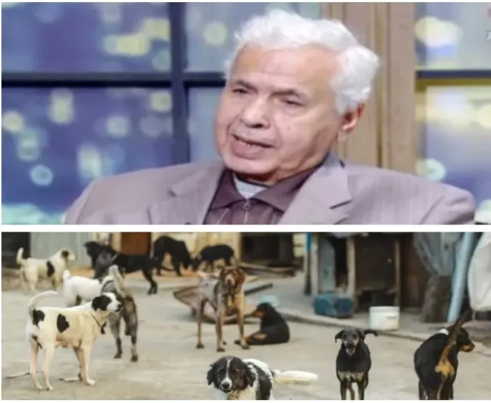 «بوابة الدولة الأخبارية» تدق ناقوس الخطر..40 مليون كلب ضال فى مصر و200 الف حالة عقر سنويا..