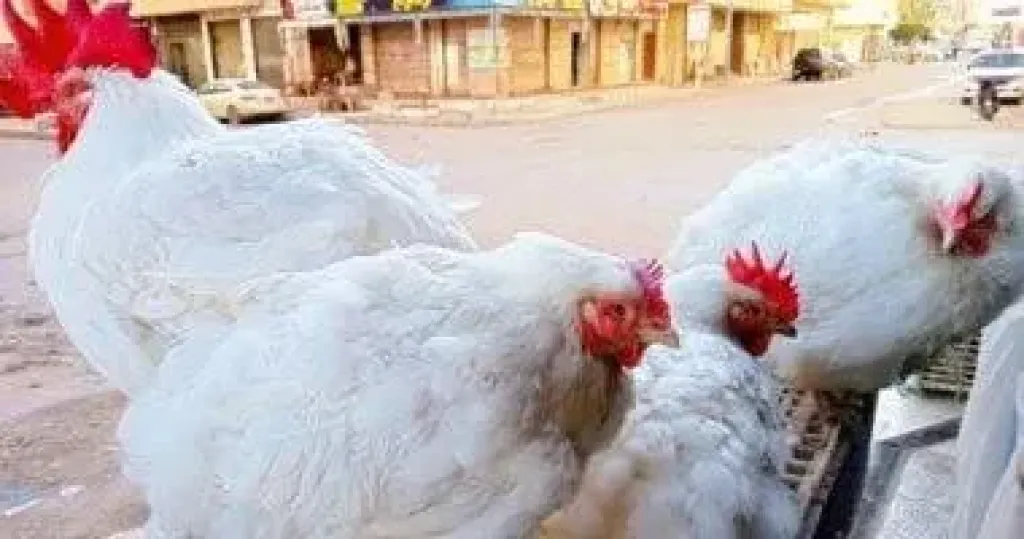 سعر كيلو الفراخ بالقليوبية الإثنين 15-12-2025.. البيضا بـ63 جنيها