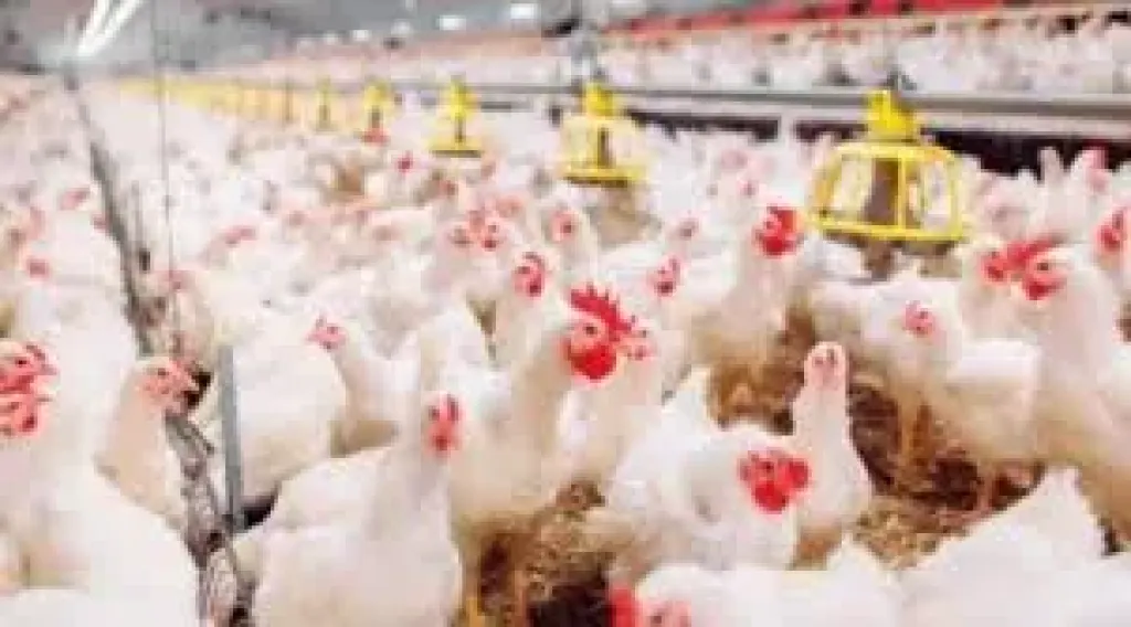 انخفاض أسعار الدواجن والبط فى الأقصر اليوم الثلاثاء 16 ديسمبر 2025