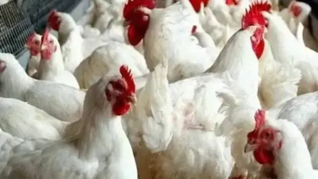 انخفاض البيضاء، سعر الفراخ اليوم السبت 20 ديسمبر 2025