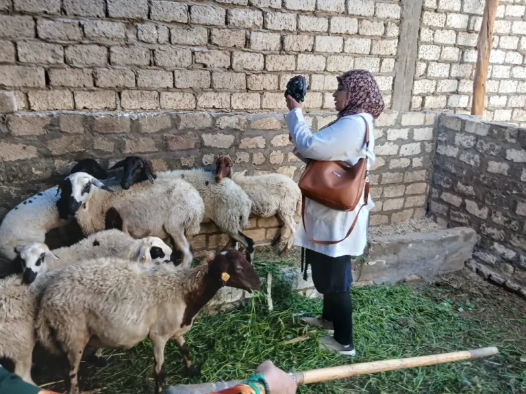 محافظ أسيوط: تحصين أكثر من 135 ألف رأس ماشية وزيارات ميدانية لـ5,121