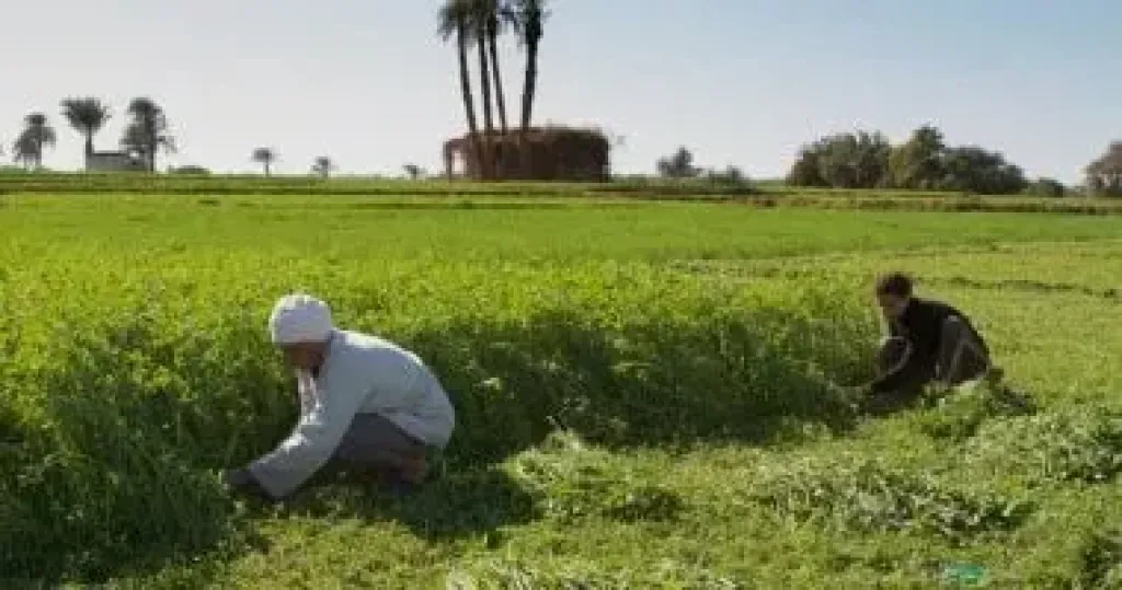 ”الزراعة” تتفقد أعمال حصر الأراضي والأنشطة البحثية بالوادي الجديد
