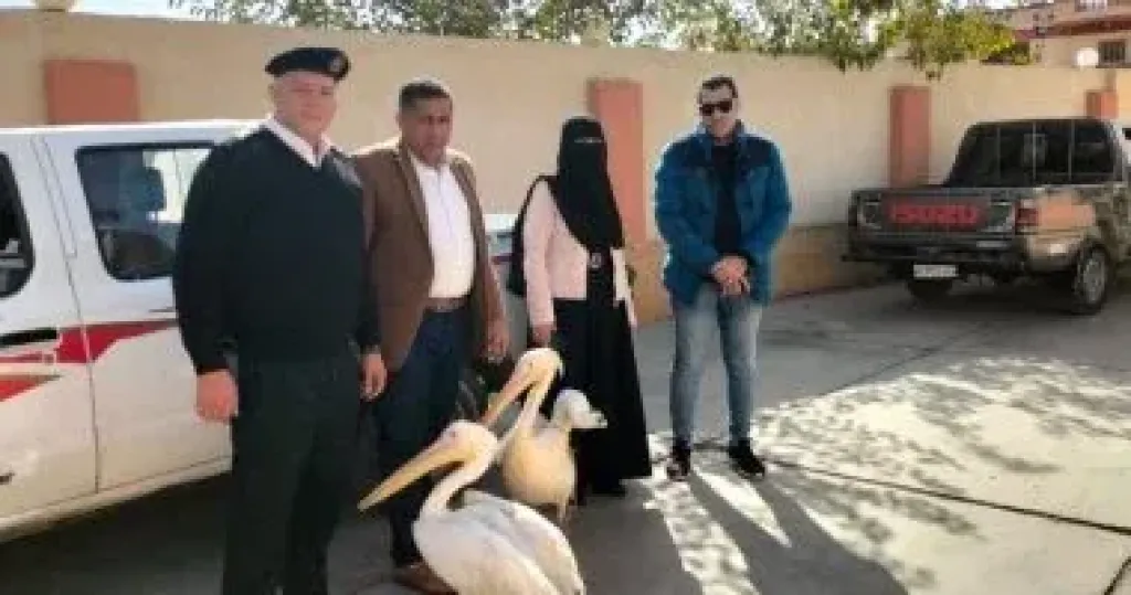 التحفظ على طائرين من طيور البجع من سوق الأسماك المطور بالإسماعيلية