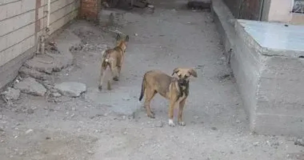 ”الزراعة” تعقد اجتماعا موسعا لممثلي المجتمع المدني ومسئولي الطب البيطري للتعامل مع ظاهرة كلاب الشوارع