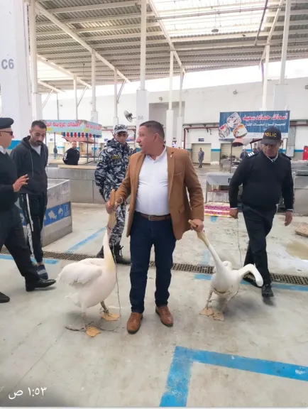 بيئة الشرقية تصادر طيور بجع معروضة بسوق بالإسماعيلية