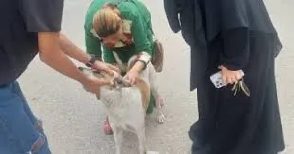 بيطري الإسماعيلية يتابع حملاته لتحصين الكلاب الضالة ضد مرض السعار