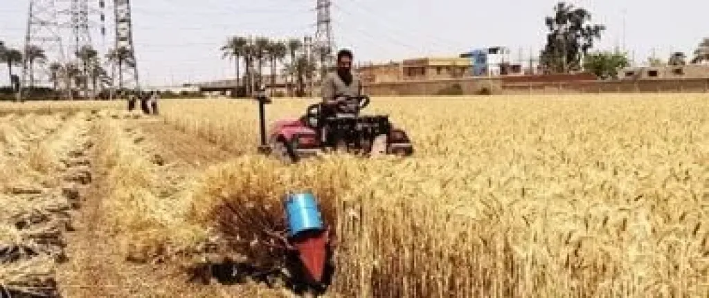 دليل شامل لمزارعى القمح والبطاطس والفاكهة لمواجهة أمراض برودة الطقس