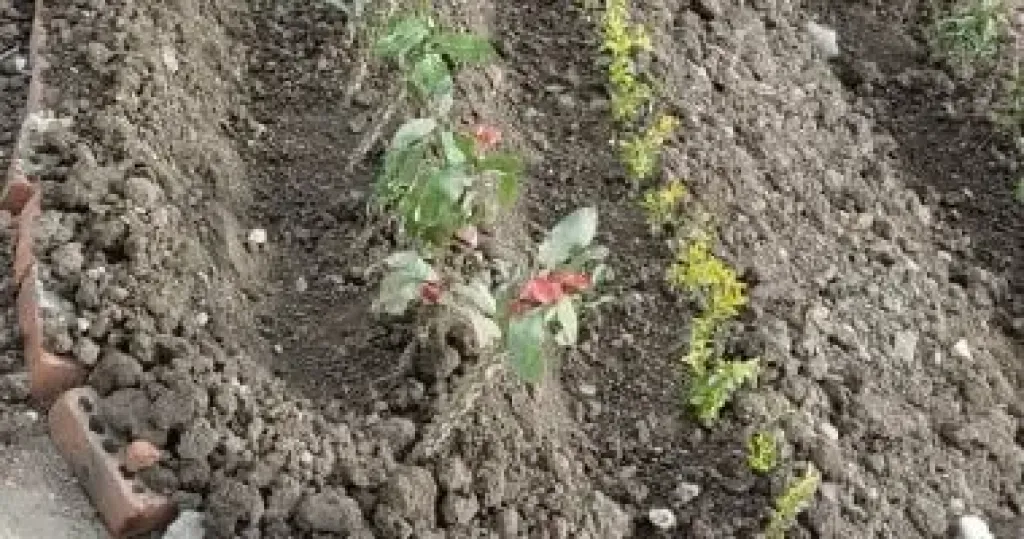 البيئة: زراعة 30 ألف شجرة لتحسين جودة الهواء بالأماكن الأكثر تلوثا