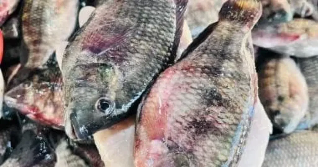 البلطى بـ50 جنيها.. أسعار الأسماك بكفر الشيخ الخميس 25 ديسمبر 2025
