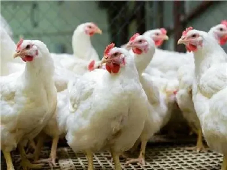 أسعار الفراخ في البورصة اليوم الأحد 28 ديسمبر