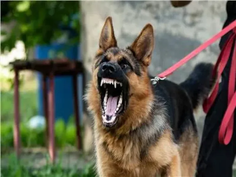 إيداع كلب استخدمه عاطل في ترويع سيدتين بالسلام إلى الطب البيطري