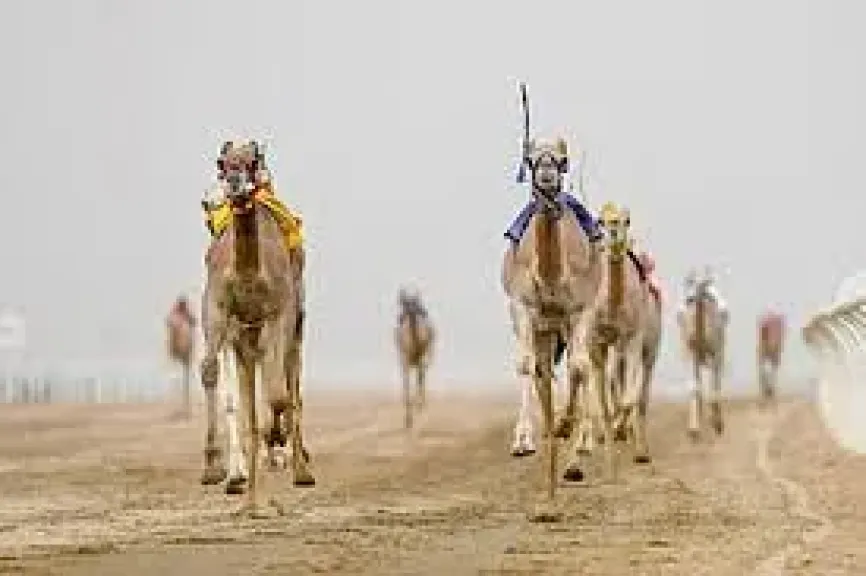 سباقات الهجن تختتم أشواط فئة الحيل والزمول في جائزة الملك عبدالعزيز