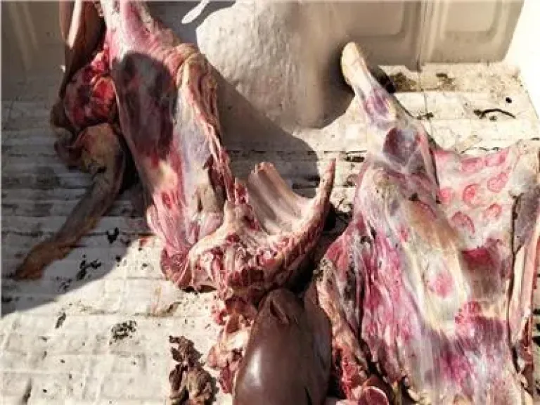 «محافظ المنوفية»: ضبط 55 كجم لحوم بلدية فاسدة