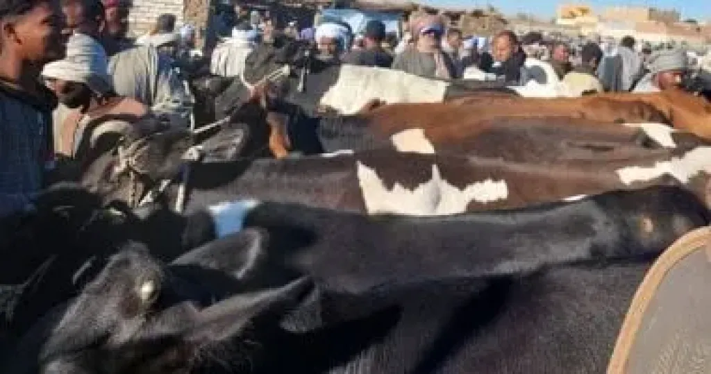 بيطرى الأقصر يحمى الثروة الحيوانية بالتحصين والتفتيش الأسبوعى بأسواق الماشية