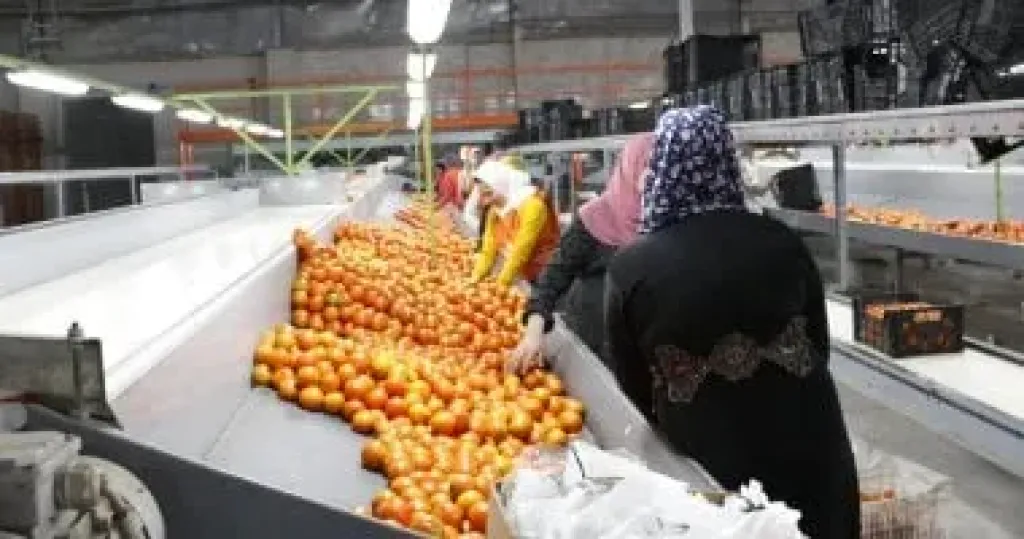 وزير الزراعة: مصر تفتح 25 سوقا دوليا جديدا وتصدر 405 سلع لـ167 دولة