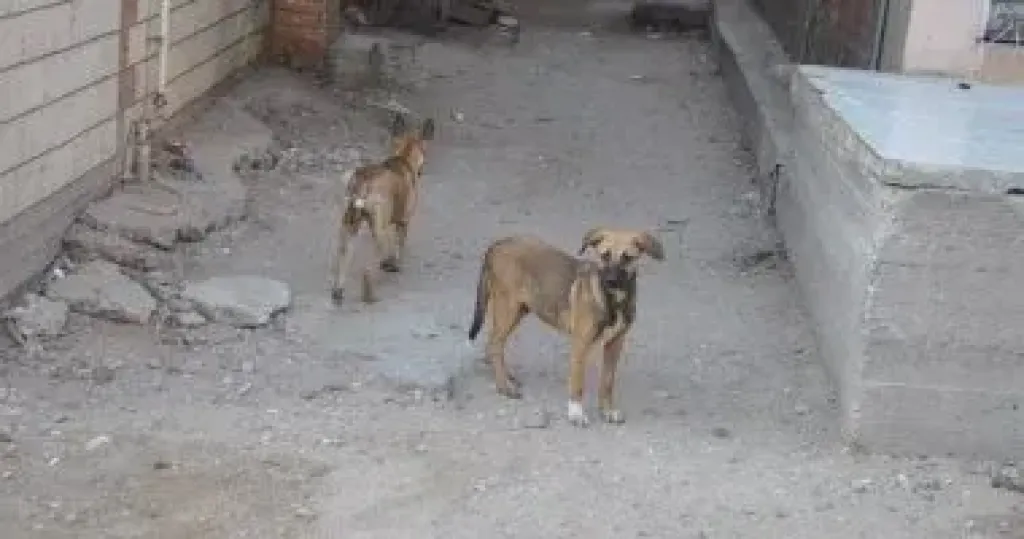 كلاب ضالة - أرشيفية