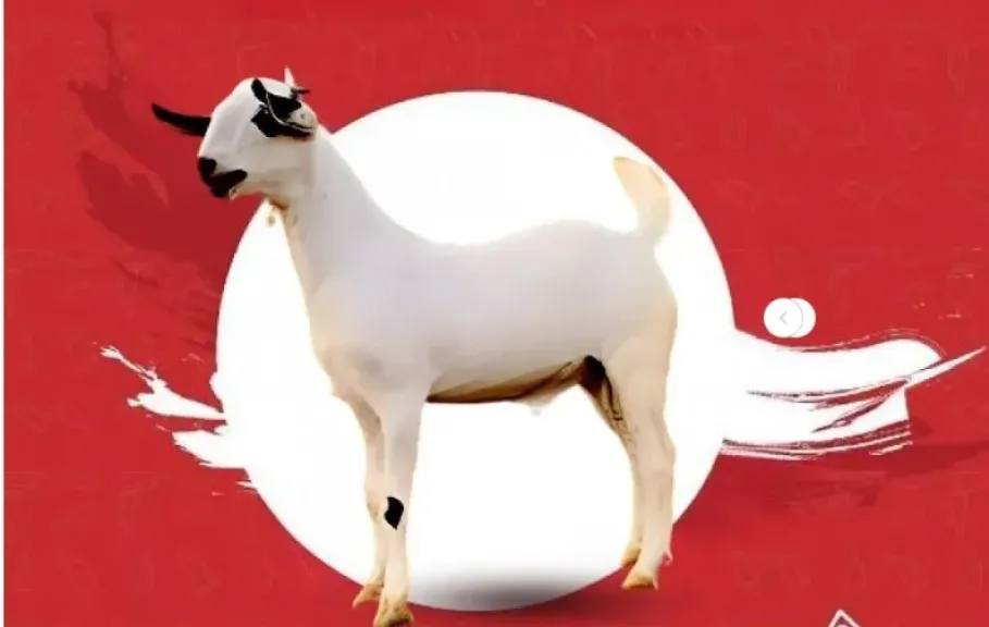 فوائد لحم التيس… غذاء متكامل بطعم أصيل