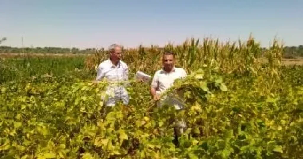 ”بحوث الصحراء” ينفذ تجربة بحثية ناجحة لزراعة فول الصويا بالوادي الجديد